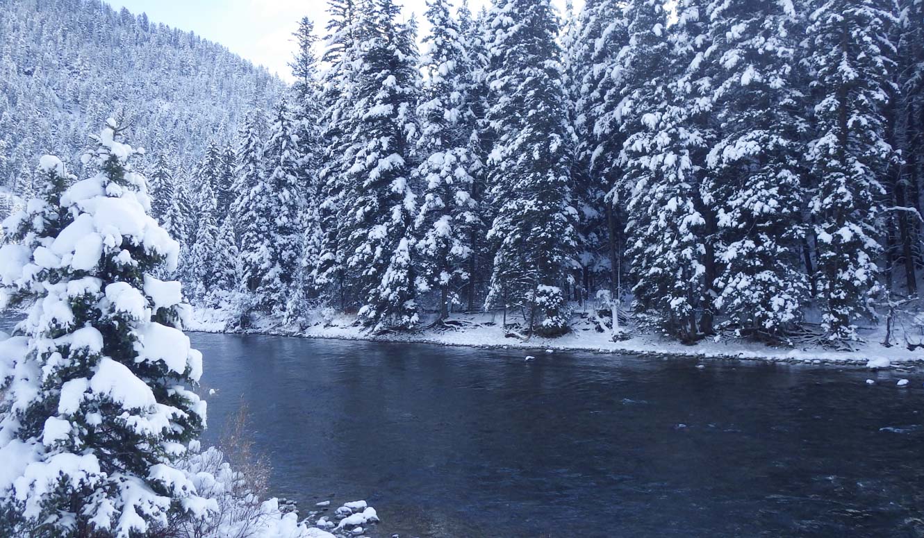 River passing through snow-covered evergreen trees.