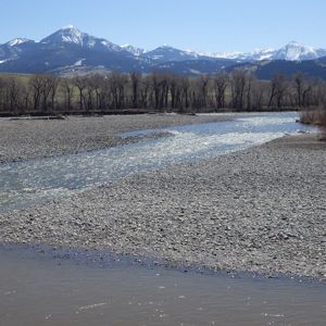 Yellowstone River flowing through trees with mountains in the background