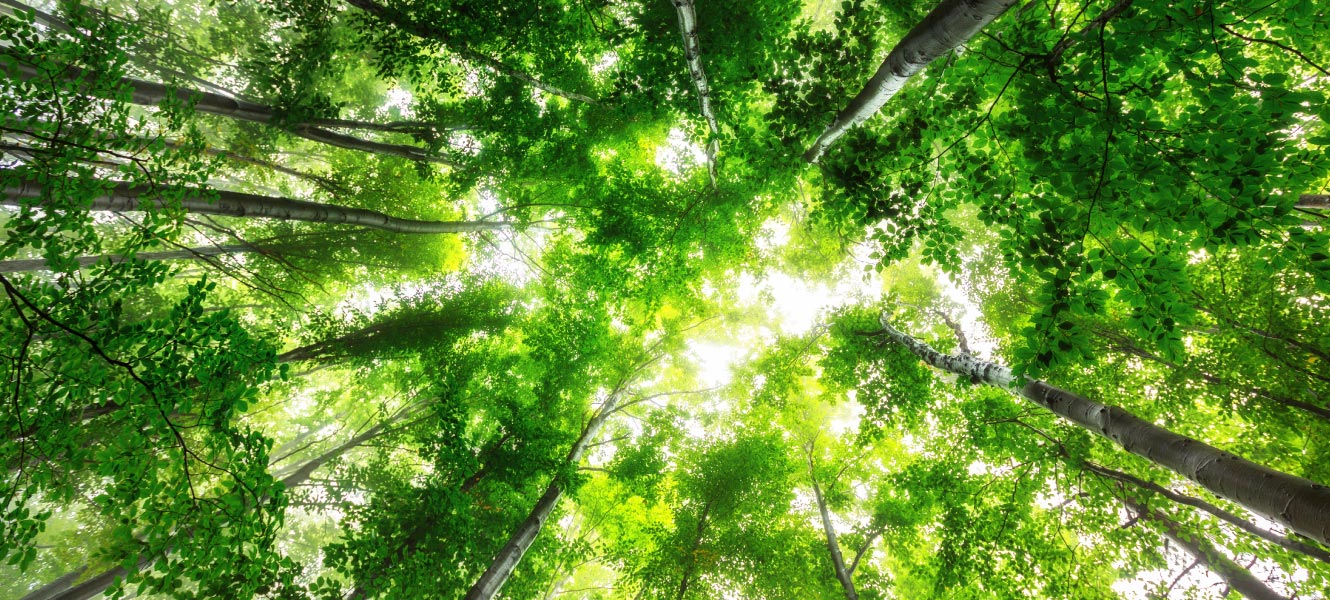 A skyward-looking photo in a thick deciduous forest. Treetops obscure the sky.