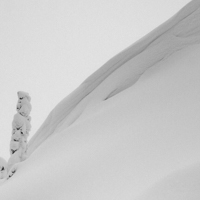 Snow bank with snow covered pine trees.