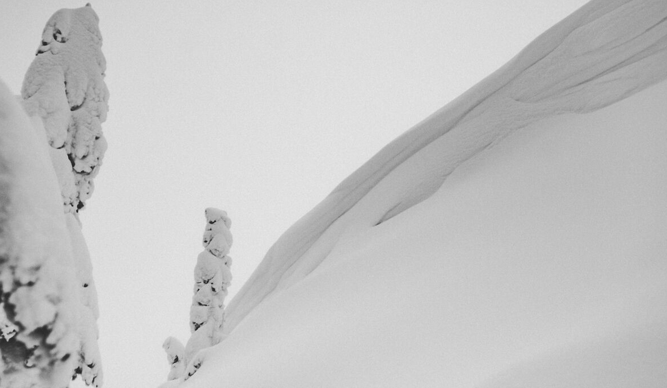 Snow bank with snow covered pine trees.