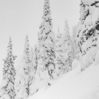 Mountain slope with snow covered pine trees.