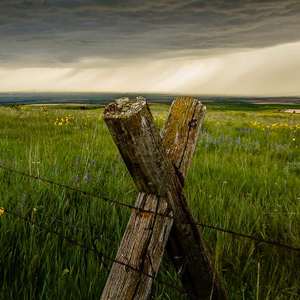 Barbed wire fence in front of a wildflower field, with storm clouds overhead