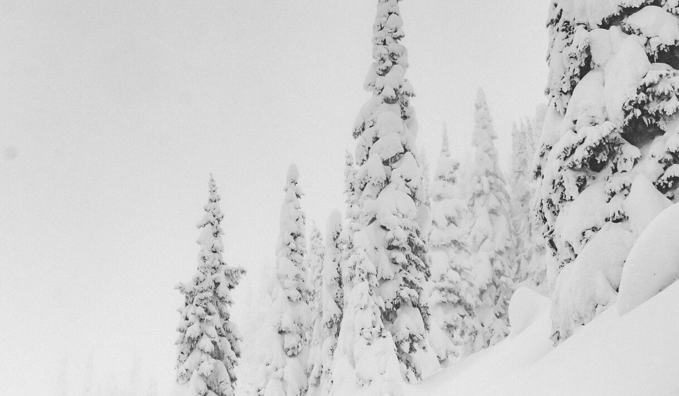 Mountain slope with snow covered pine trees.